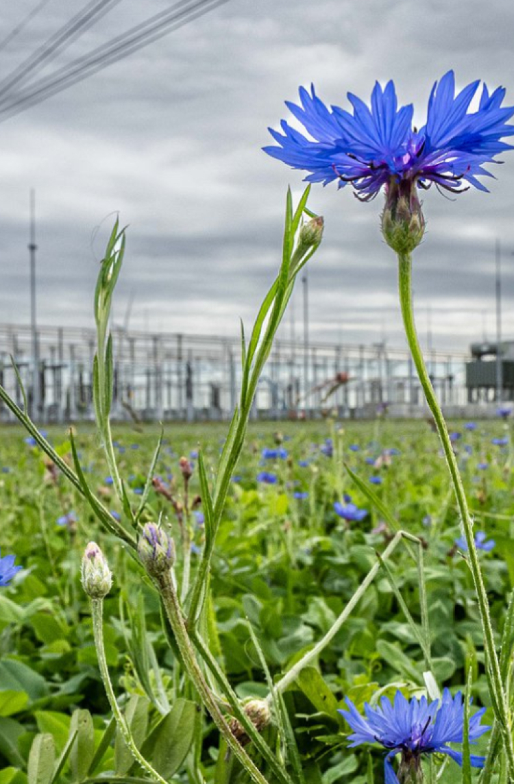 Veld met wilde bloemen voor een energiecentrale