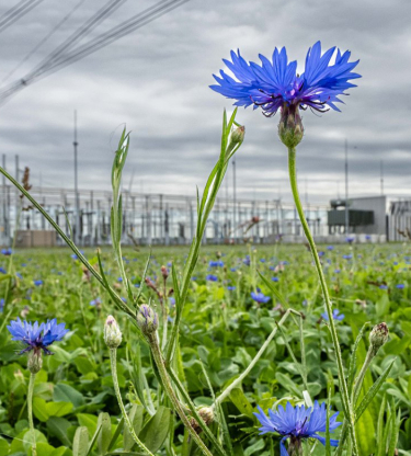 Veld met wilde bloemen voor een energiecentrale